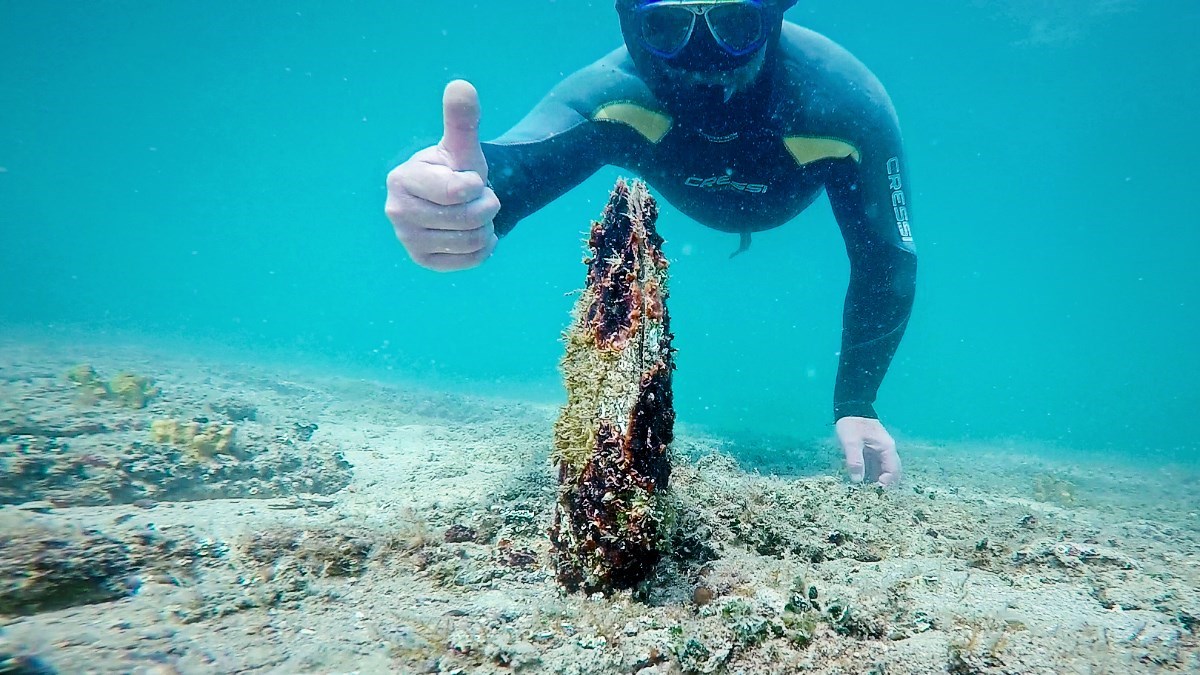 FOTO I VIDEO U Istri pronađene dvije žive periske, pogledajte 