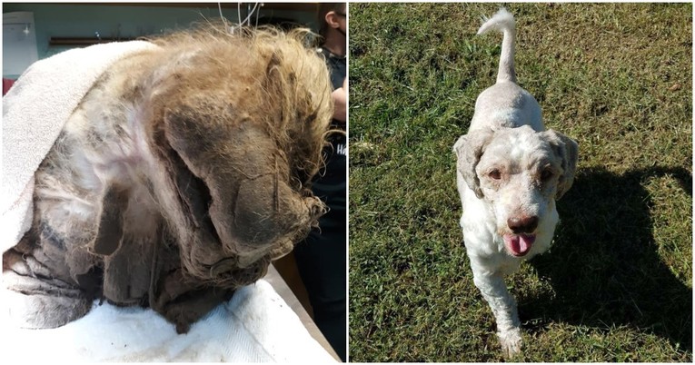 Pogledajte kako izgleda pas s kojeg je skinuto 7 kilograma dlake
