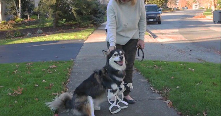 Tužna priča sa sretnim krajem: Pas prohodao pomoću posebnih proteza