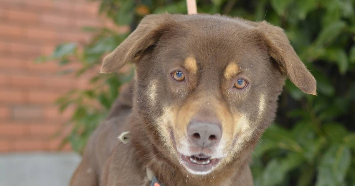 Hoće li netko udomiti ove okice? Bon traži dom, naviknut je na rutinu i život u kući