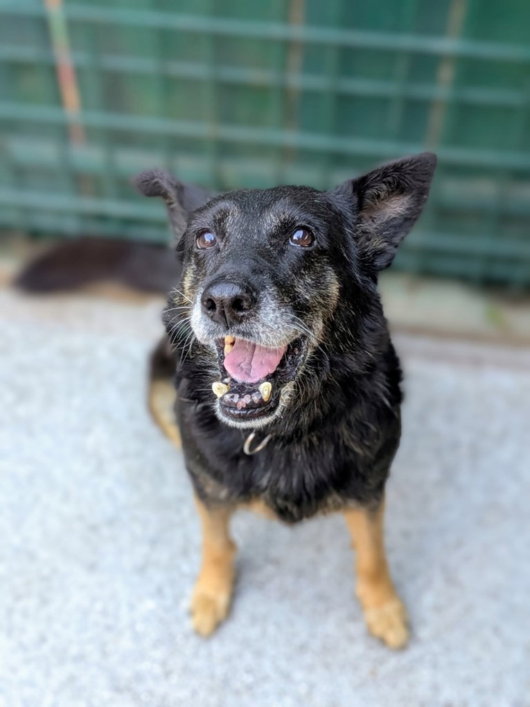 Garica je jedva preživjela brutalan napad, sada čeka svoju priliku za sreću