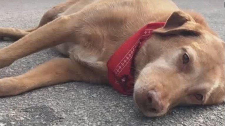 Odani pas satima ležao na mjestu na kojem je izgubio svoju voljenu vlasnicu