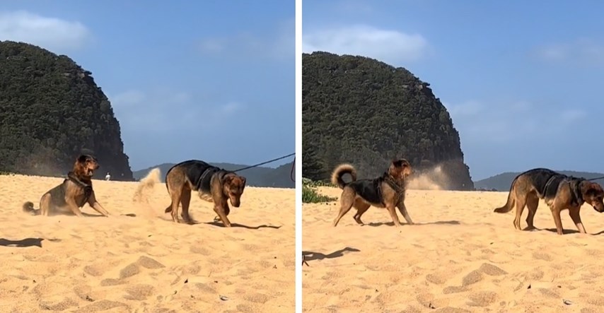 Žena je snimila smiješan trenutak između svojih pasa na plaži, prizor nasmijao tisuće