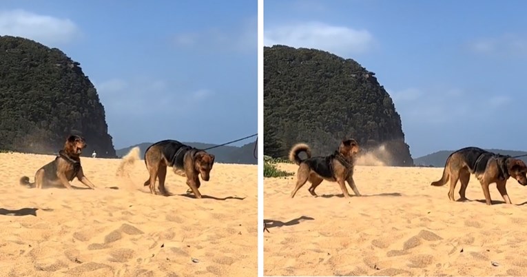 Žena je snimila smiješan trenutak između svojih pasa na plaži, prizor nasmijao tisuće