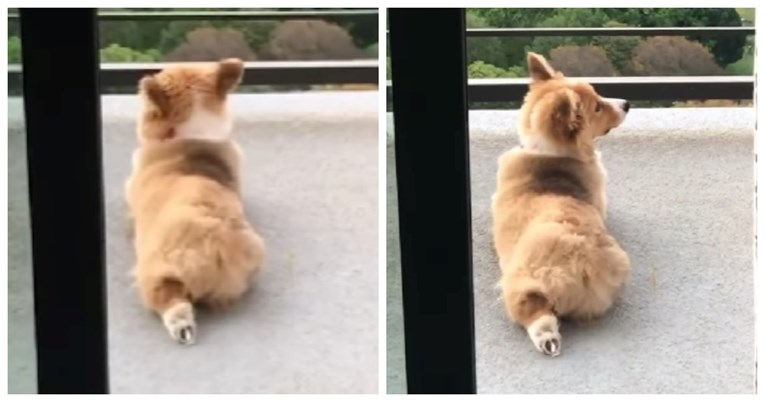 Snimka psa koji odmara u neobičnoj pozi oduševila ljude: "Ovo je tako slatko"