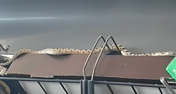 VIDEO U trgovini u Šibeniku snimljena zmija