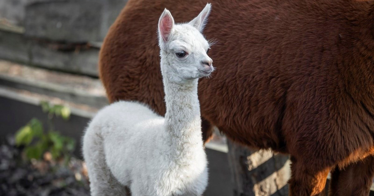 U osječkom zoološkom vrtu na svijet je došla beba alpaka, pogledajte slatkicu