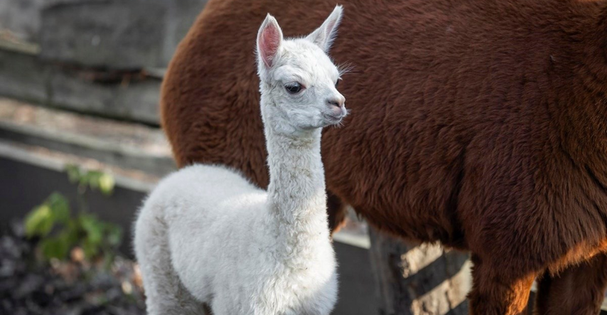 U osječkom zoološkom vrtu na svijet je došla beba alpaka, pogledajte slatkicu