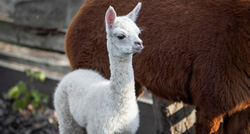 U osječkom zoološkom vrtu na svijet je došla beba alpaka, pogledajte slatkicu