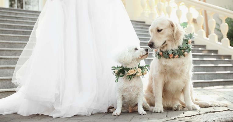 U Kini u porastu neobičan trend - pseća vjenčanja