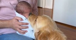 Zlatni retriver se prvi put susreo s novorođenom bebom, prizor topi srce
