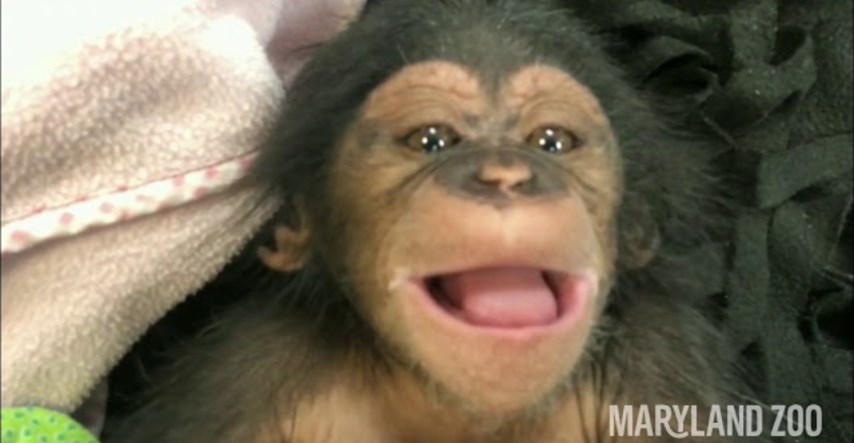 Poslušajte kako se beba čimpanze hihoće prvi put u životu