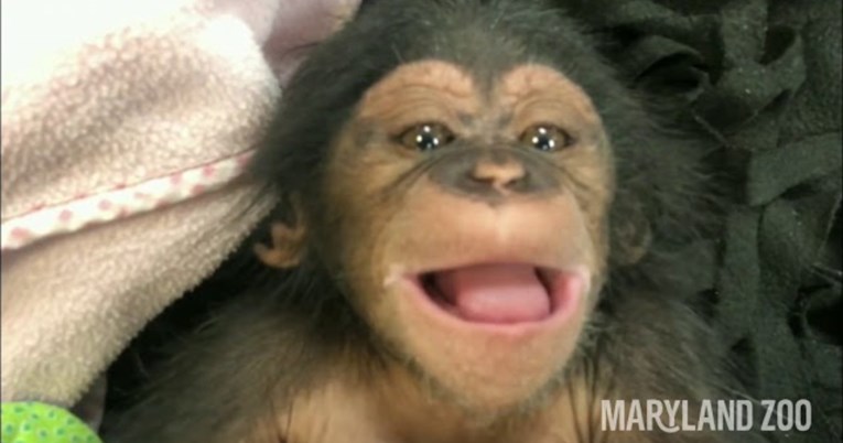 Poslušajte kako se beba čimpanze hihoće prvi put u životu