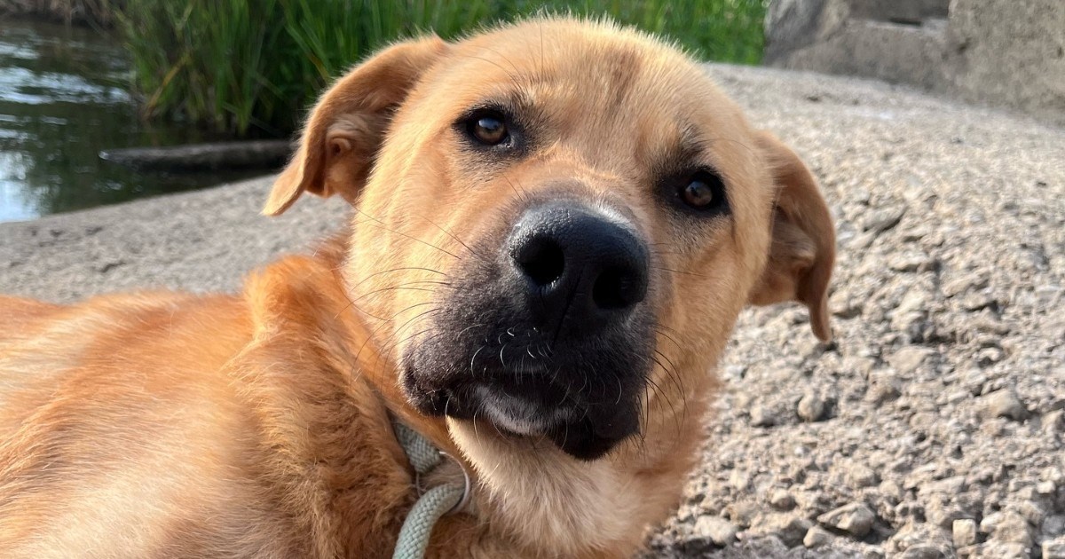 Dobri Lunjo traži nekoga tko će mu pokazati da život može biti nježan i siguran