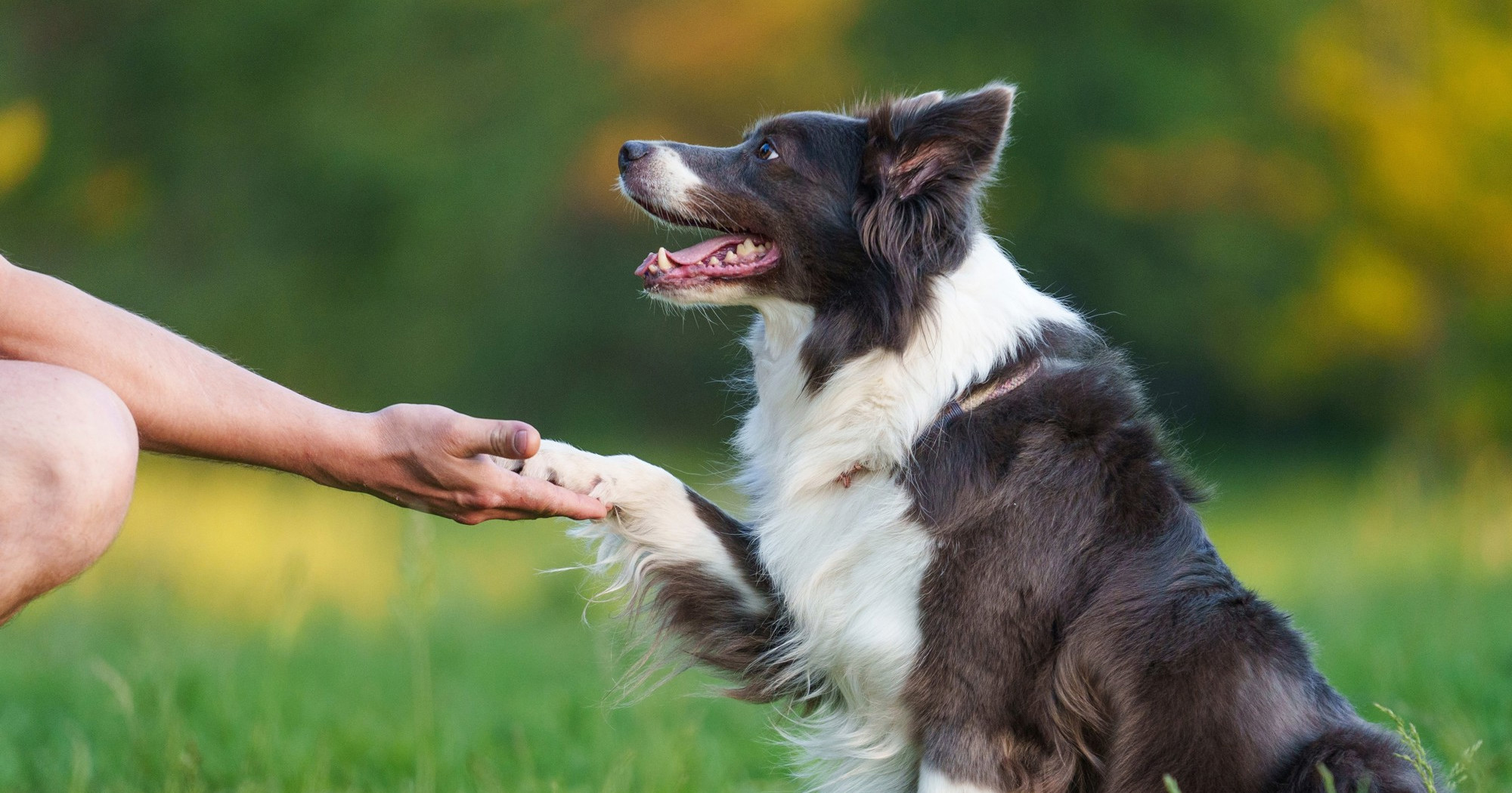 Deset pasmina koje je najlakše dresirati