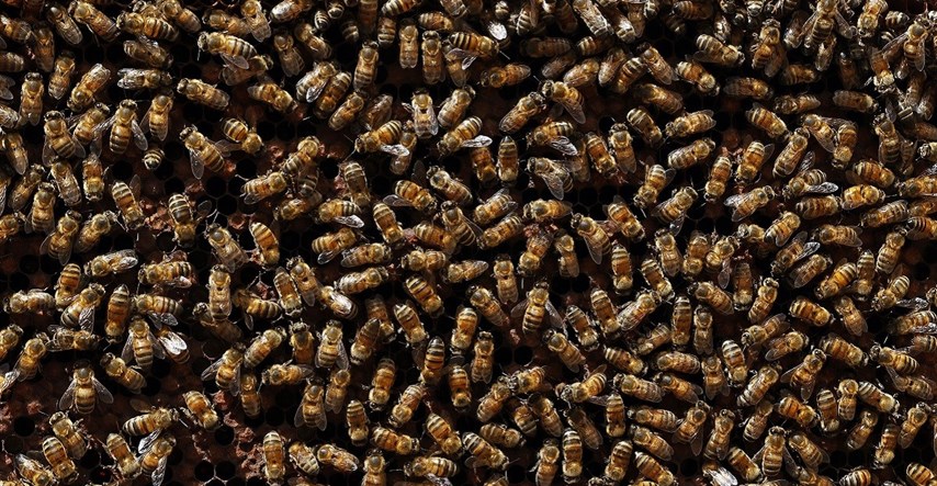 Milijuni pčela u Australiji u lockdownu zbog smrtonosnog parazita
