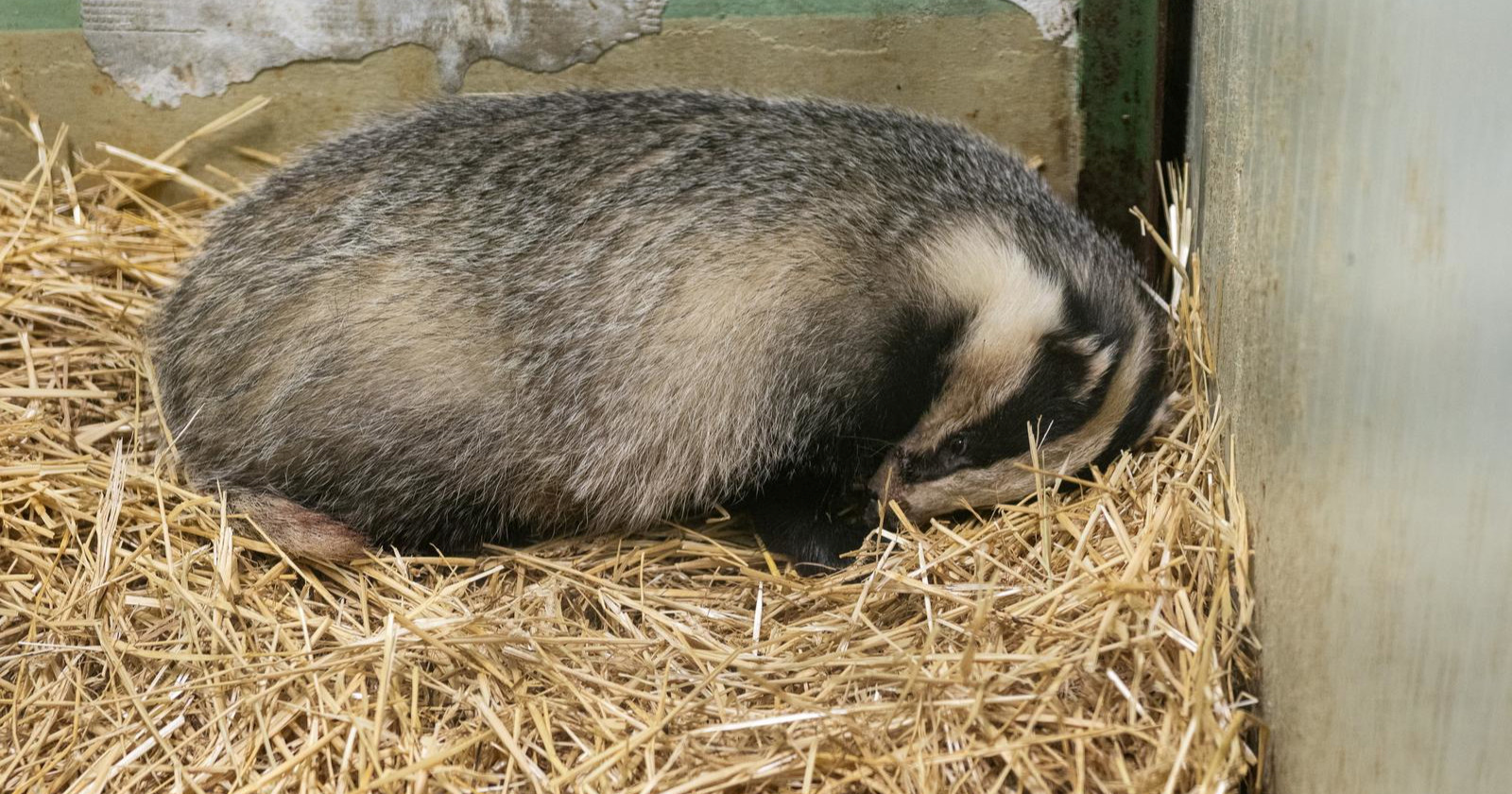 VIDEO Jazavac kojeg su zagrebački vatrogasci spasili oporavlja se u Zoološkom vrtu
