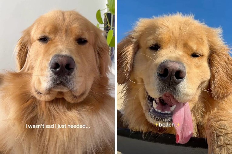 Zlatni retriver nije bio tužan, samo mu je trebao dan na plaži (razumijemo ga)