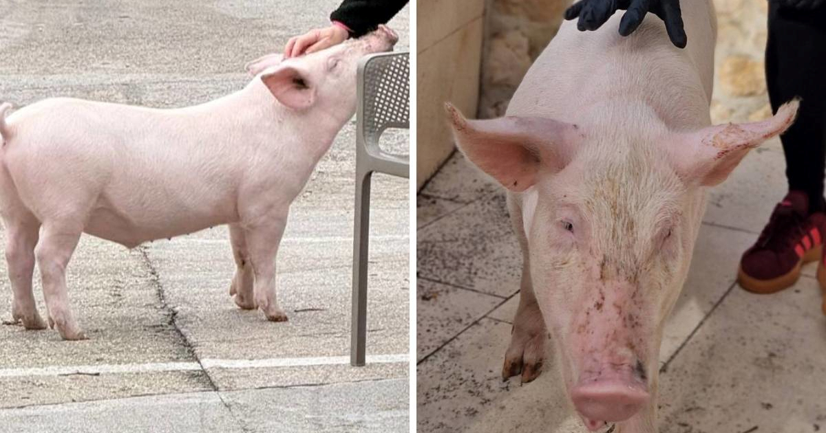 Prasac Gucci nestao u Krvavici kod Makarske, vlasnici mole za pomoć