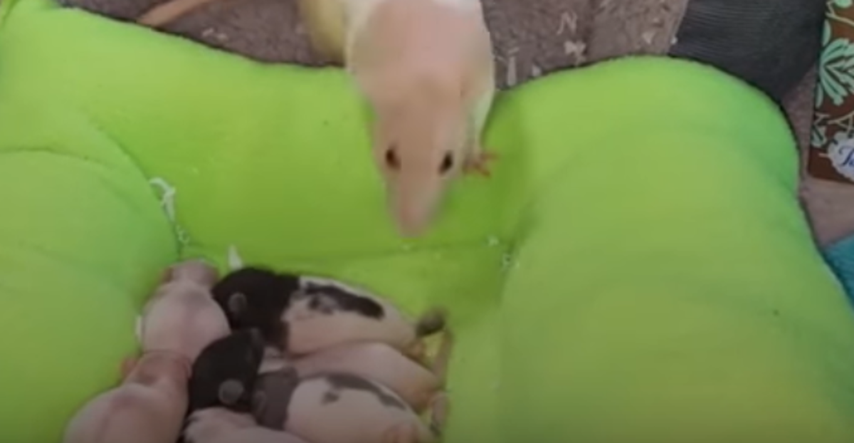 Mama štakorica i njezine bebe imaju najslađi ritual prije spavanja