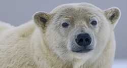 Polarni medvjed ubio ženu i dječaka u selu na Aljasci