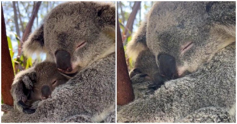 Video ovih koala će vam popraviti dan