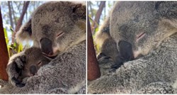 Video ovih koala će vam popraviti dan