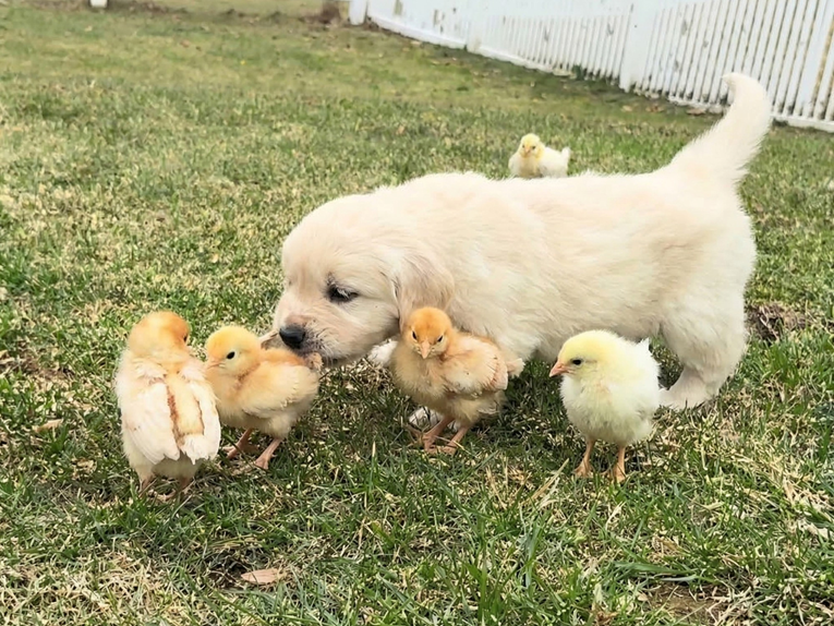 Štenci zlatnog retrivera prvi put se susreli s pilićima, video je hit