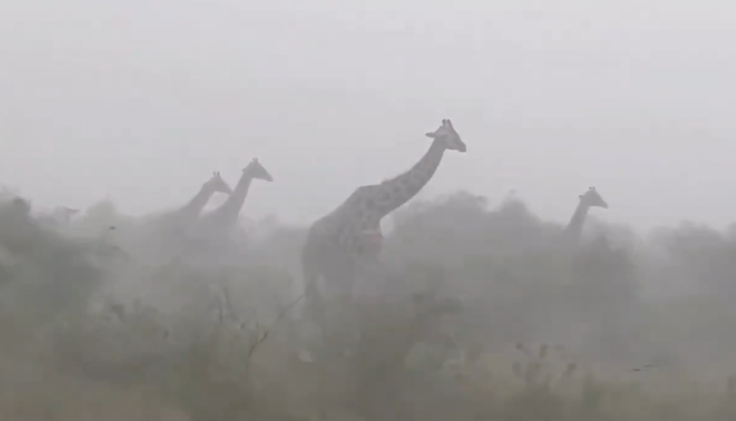 Sorry što vam ovo moramo reći, ali - žirafe se nemaju gdje skloniti kad je oluja 🥹