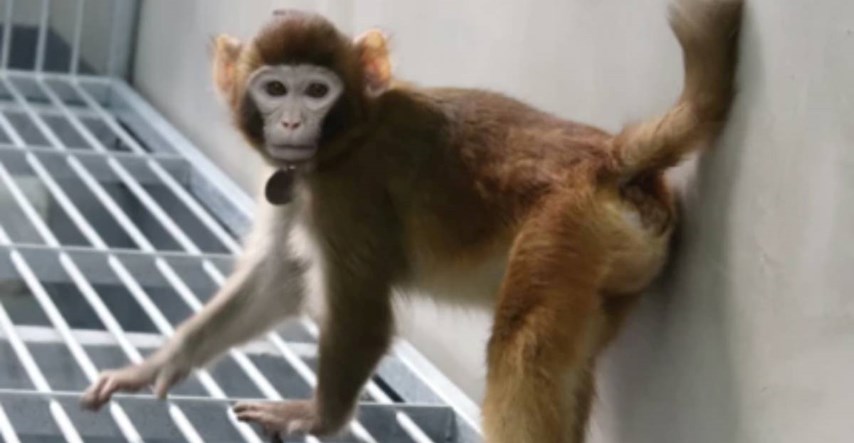 Znanstvenici klonirali majmuna