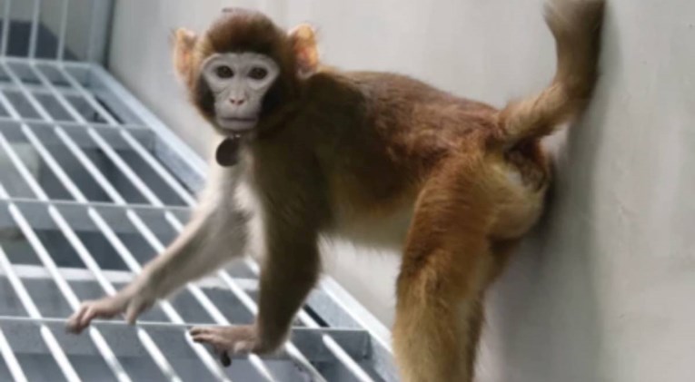 Znanstvenici klonirali majmuna 