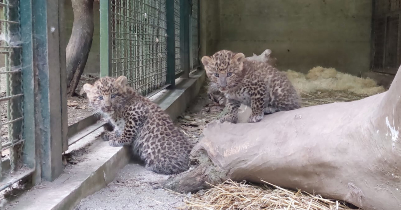 U zagrebačkom ZOO-u su se okotila prva dva kineska leoparda u Europi ove godine