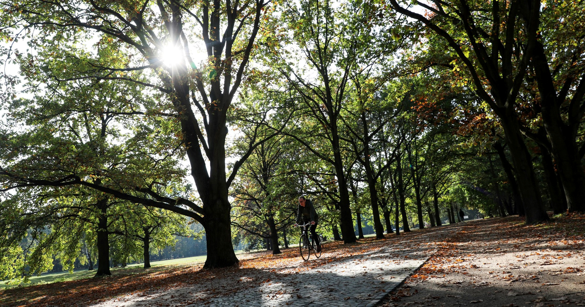 Berlin će do 2040. imati milijun stabala