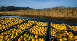 Tko u dolini Neretve koristi opasni pesticid? Proizvođači mandarina su bijesni