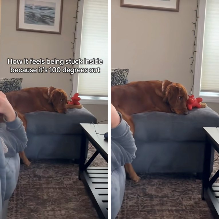 Vlasnici nisu psa puštali van zbog vrućine. Pogledajte kako je pokazao nezadovoljstvo