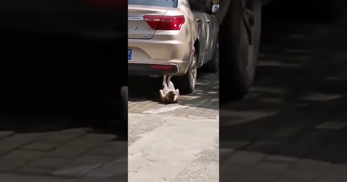 Urnebesna mačka se priprema za ljeto i prilično joj dobro ide