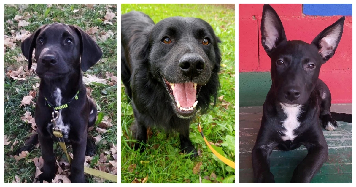 Cooper, Felix i Aria traže zauvijek dom. Hoćete li im pomoći?