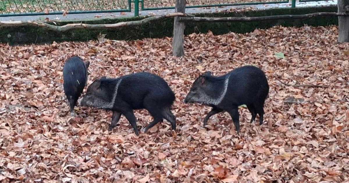 Zoološki vrt u Osijeku bogatiji je za tri slatka člana koja su stigla iz Slovačke