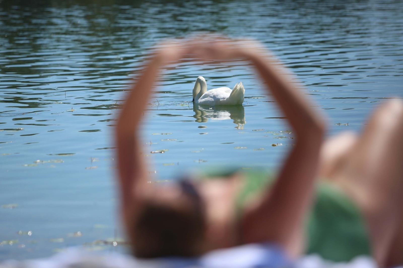 Labudovi se pridružili ljudima koji su se sunčali na Jarunu