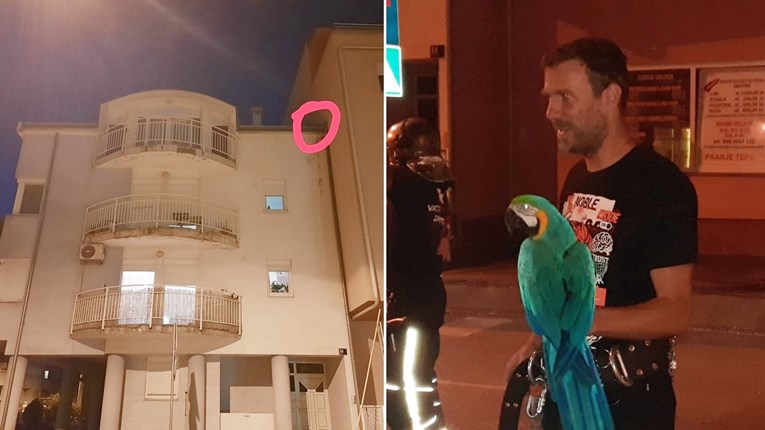 "Marko, sunce ti žarko": Zagrebački vatrogasci lovili papigu na vrhu zgrade