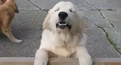 Ovaj pas ima najslađi osmijeh na svijetu kada ugleda svoju najdražu osobu