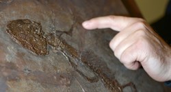 Fosil pokazao da su gušteri stariji 35 milijuna godina nego što se ranije mislilo