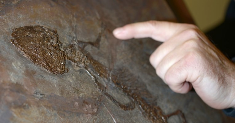 Pronađen najstariji fosil guštera do sada: "Postojali su i prije nego smo mislili"