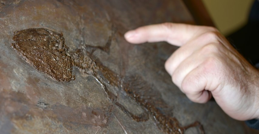 Fosil pokazao da su gušteri stariji 35 milijuna godina nego što se ranije mislilo