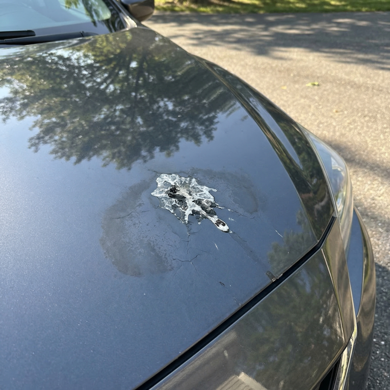 Pazite gdje parkirate auto, ono što padne s drveta može napraviti veliku štetu