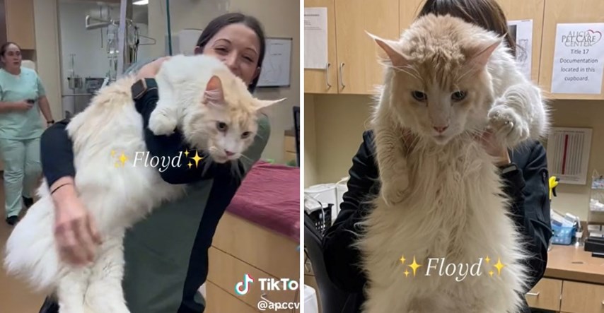 Veterinarska tehničarka pokazala svog najvećeg mačjeg pacijenta, internet je u šoku