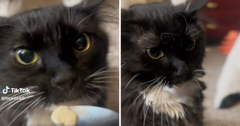Vlasnik pustio udomljenog mačka da proba sladoled. Nije očekivao njegovu reakciju