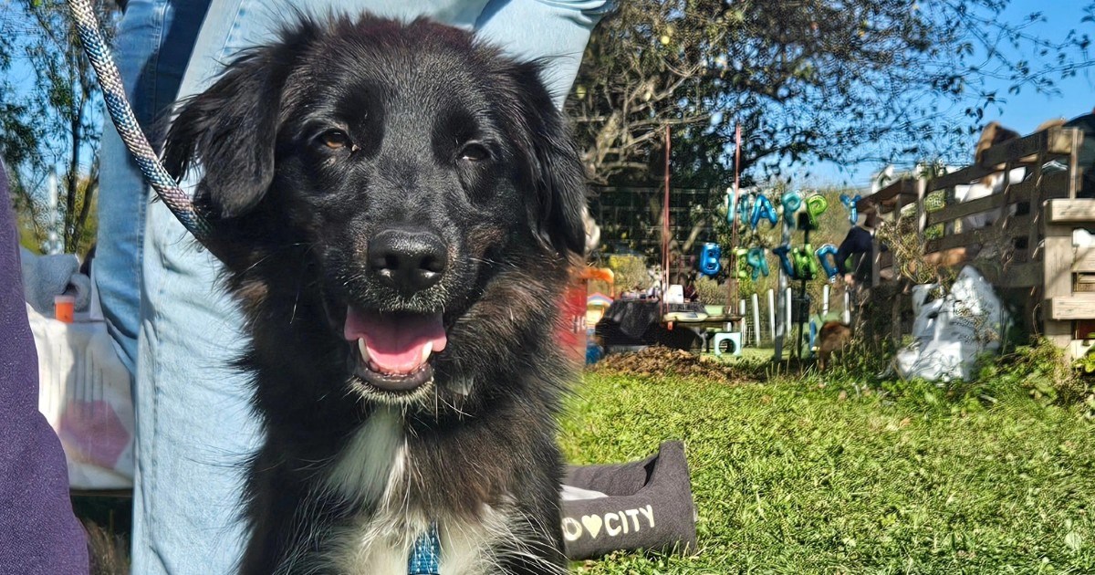 Udomili su ga kao štene pa vratili. Dobri Bobo traži ljude koji će mu dati ljubav