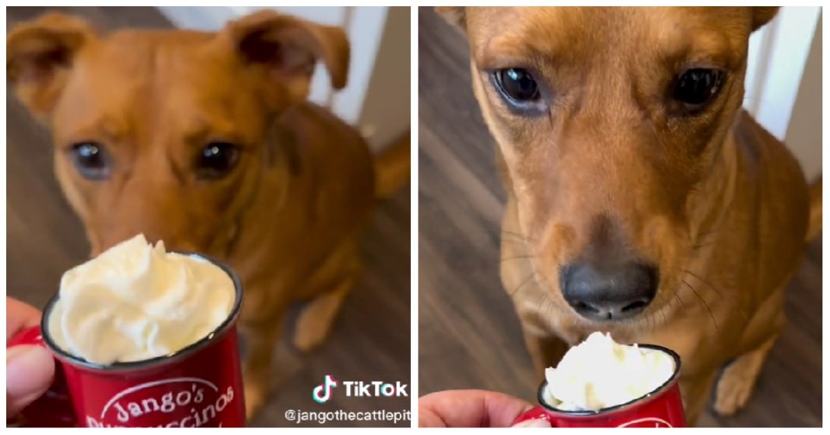 Vlasnik sebi napravi kavu sa šlagom pa svom ljubimcu u posebnu šalicu da malo deserta