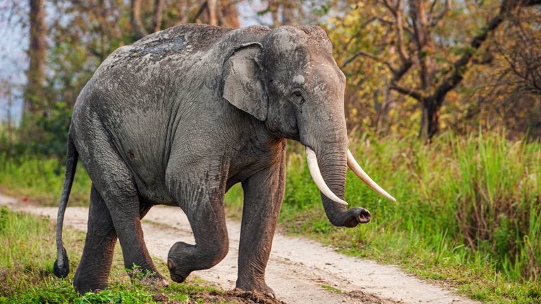 Slon u Indiji ubio ženu (70), nakon toga joj na sprovodu izgazio tijelo